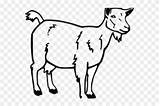 Goat Drawing Clipart Nubian Mountain Transparent sketch template