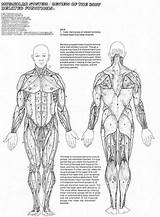 Muscles Muscular Bones Unmisravle Skeletal Coloringhome Physiology Anatomical Educative Diagrams Educativeprintable sketch template