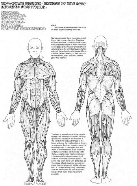 human anatomy coloring book    anatomy coloring book