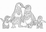 Kolorowanka Zentangle Ausmalbilder Pingwiny Penguins Kolorowanki Druku Arktis Adult Dla Colorazione Antistress Rodziny Pinguini Famiglia Disegno Parati Imperatore Doodle Dorosłych sketch template