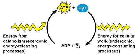 biochemistry    ways  atp   coupled reactions