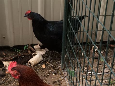 black sex link hen and roo backyard chickens learn how to raise