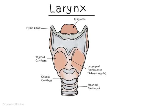 larynx anatomy labelled etsy