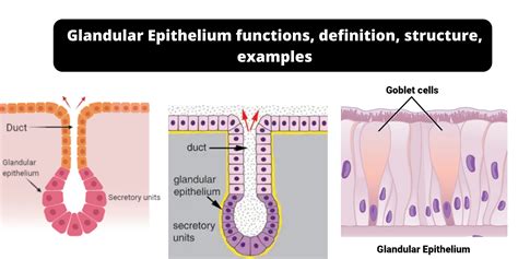 glandular epithelium diagram
