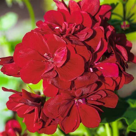 dunkelrote haenge geranie royal dark red  kaufen bei gaertner poetschke