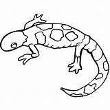 Salamandra Anfibi sketch template