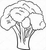 Broccoli Coloring Realistic Pages Coloringbay sketch template