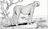 Cheetah Mandala sketch template