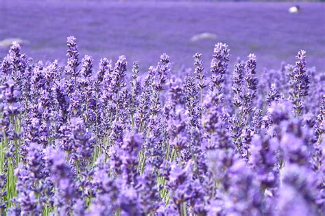 lavender colored wallpapers carrotapp