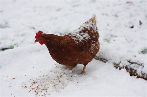 winter chicken care recommendations carrotgalcom