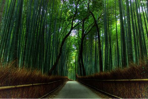 beautiful bamboo forest  japan beautiful traveling places