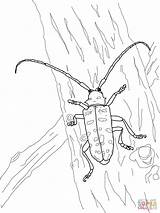 Coloring Beetle Asian Longhorned Pages Printable Drawing Beetles Beelte Drawings Supercoloring Categories 1600px 75kb 1200 sketch template