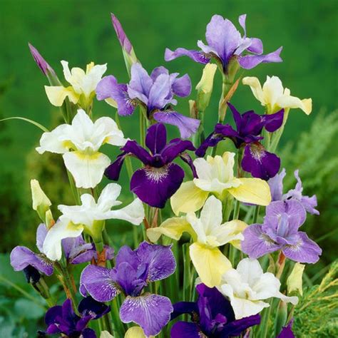 siberian iris planting guide easy  grow bulbs