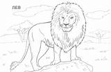 Coloring African Animals Pages Safari Printable Library Clipart Narnia Aslan sketch template