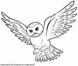 Eule Hedwig Malvorlage Ausmalen Decke sketch template