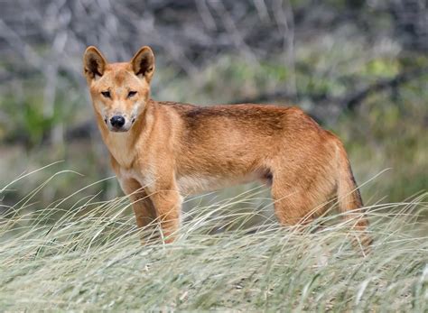 dingo attacks  rare  heres       dingo safety