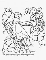 Toucan Coloringpagesbymradron Adron sketch template