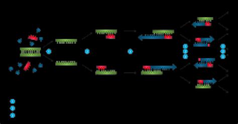 polymerase chain reaction pcr steps types  applications microbeonline