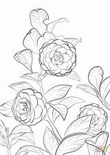 Camellia Coloring Japanese Pages Flower Drawing Printable Para Flores Flor Colorir Color Version Click Designlooter Desenhos Draw Getdrawings Supercoloring Ipad sketch template