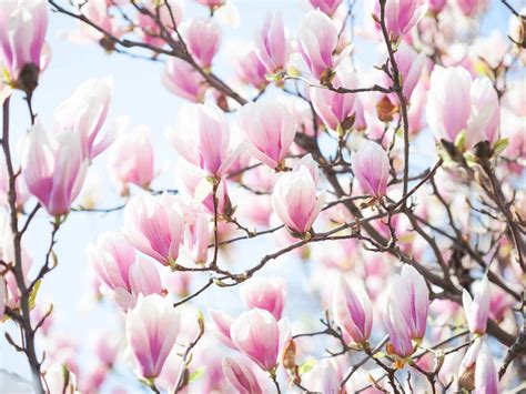 How To Grow Magnolia Trees Saga