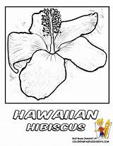 Coloring Hawaiian Pages Library Clipart Mimikyu Pokemon sketch template