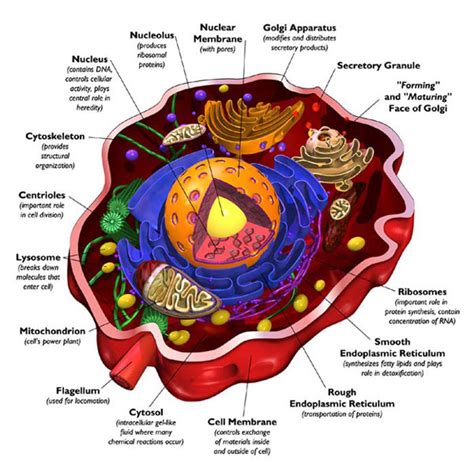 body systems approach  naturally  health
