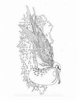 Frigatebird sketch template