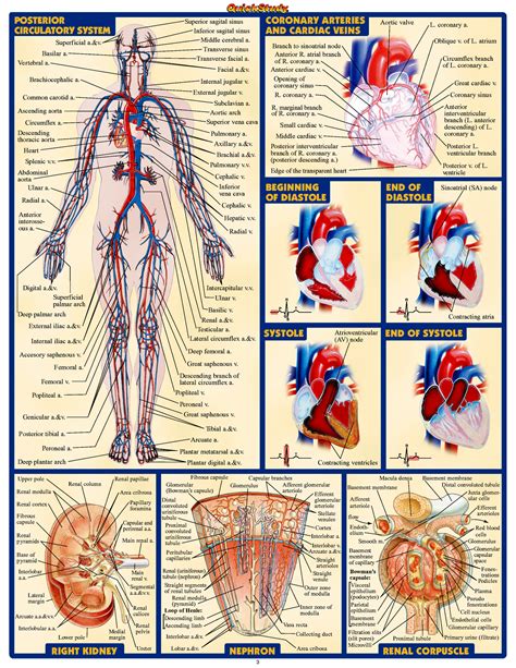 human anatomy atlas modernhealcom