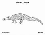Crocodile Coloring American Exploringnature sketch template