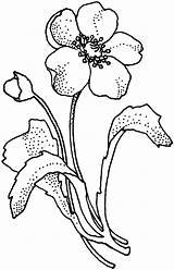 Poppy Pages Coloring Flower Drawing Papaveraceae Supercoloring Arctic Flowers Clipart Printable Lilac Cliparts Mohnblume Line Ausmalbild Color Bluebonnet Poppies Clip sketch template