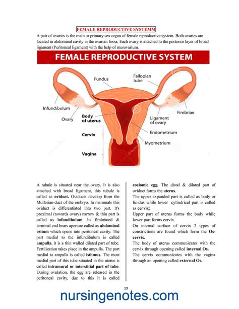 male  female reproductive system  nursingenotescom