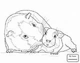Guinea Pig Coloring Pages Baby Cute Drawing Printable Mother Pigs Color Supercoloring Sheets Print Getdrawings Getcolorings sketch template