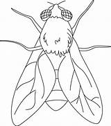Coloring Fly Animal Pages Kids Choose Board Colouring Drawing Insects Coloringsky Color Insect sketch template