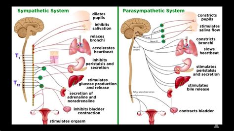 Parasympathetic Nervous System Reset And Recovery Recovery Systems