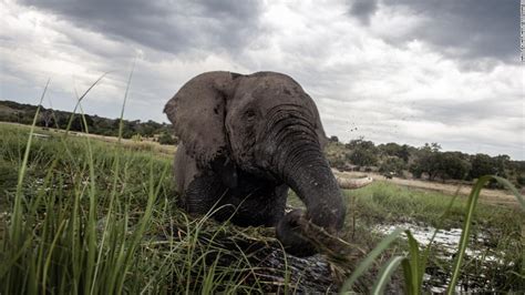 botswana lifts ban on elephant hunting cnn