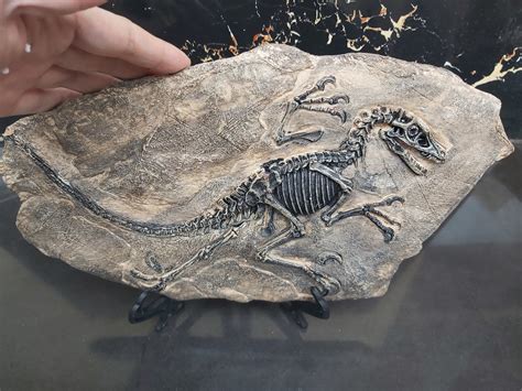 fossils replica wall decoration dinosaur fossil keichousaurus etsy