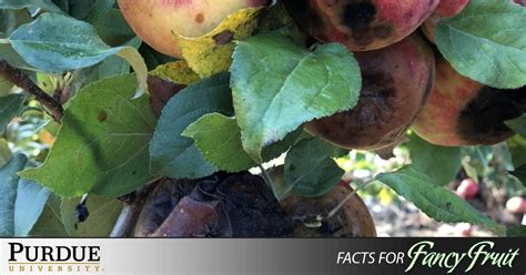 Fungicide Use Midseason And On Purdue University Facts For Fancy Fruit