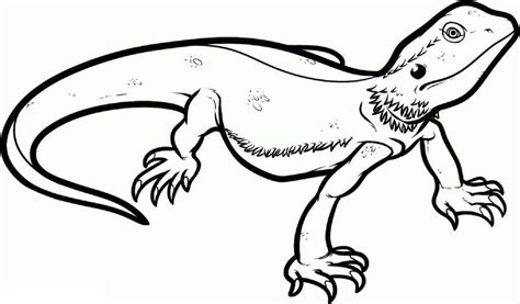 bearded dragon coloring page full documents educative printable