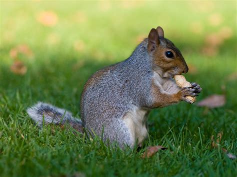 dasquirrel eatingjpg squirrel eating  peanut  flickr