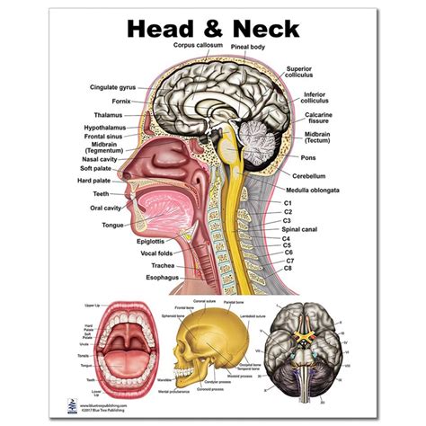 head  neck large poster