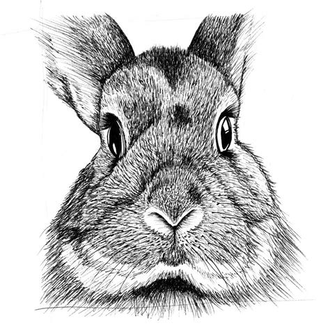 bunny face bunny art animal drawings