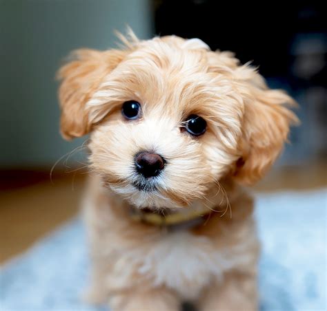 maltipoo dog breed information characteristics daily paws