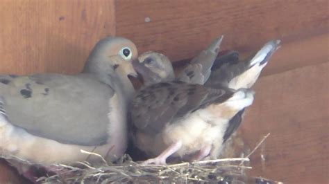 mourning doves  nest   mating  hd youtube