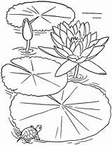 Lily Colouring Lotus sketch template