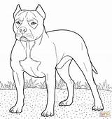 Pitbull Coloring Pages Printable Drawing Pitbulls Color Dog American Nose Red Puppy Print sketch template