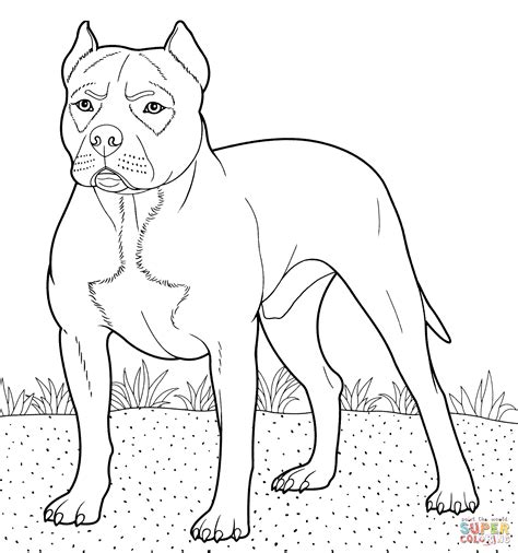 pitbull dog coloring pages   pitbull dog coloring