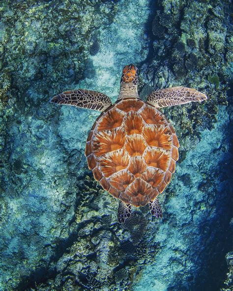 sea turtle swimming   ocean