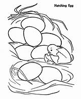 Coloring Hatching Egg Chicken Pages Chick Netart First Baby Just Color Getdrawings Drawing Hatch sketch template