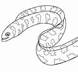 Eel Coloring Coloringcrew sketch template