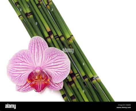orchid  bamboo isolated stock photo alamy